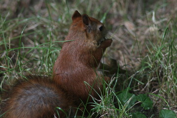 Naklejka na ściany i meble Squirrel in the summer park