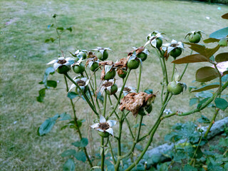 old buds of the rose in plant