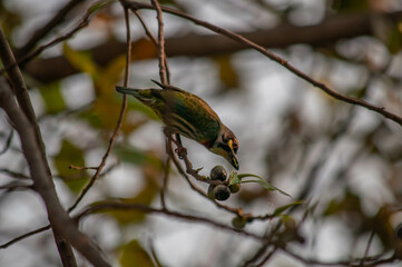 bird of prey