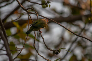bird of prey