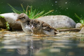 Two young sparrows bathe in the water of a bird watering hole. They spray with water. Moravia. Europe. 