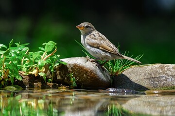 Young sparrow stands on stones with grass at a bird watering hole. Moravia. Europe.