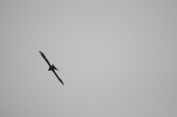 bird of prey