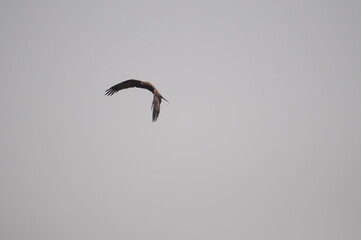 bird of prey