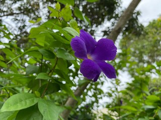 flowers in the garden
