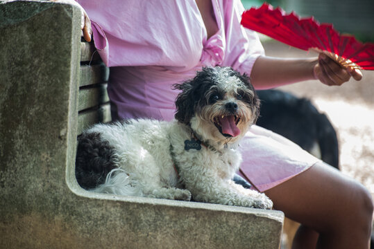 Shih Tzu Bichon on Bench