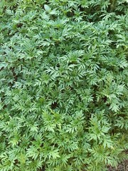 &aacute;rvores plantas