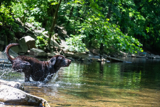 Chocolate Lab in Water