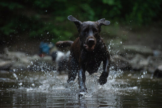 Chocolate Lab Running in Water