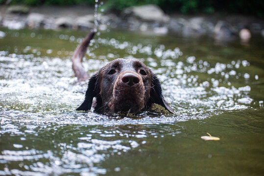 Chocolate Lab swimming in Water