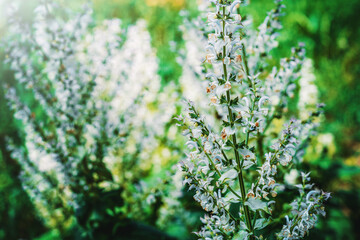 Sage flowers in green field