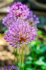 Ball of blossoming allium flowers.