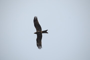 bird of prey