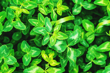 Macro photo of nature plant green clover