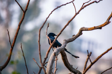 bird of prey