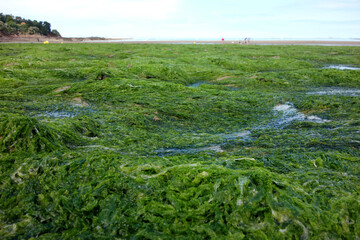 ALGUES VERTES ET PLAGE A L'HORIZON