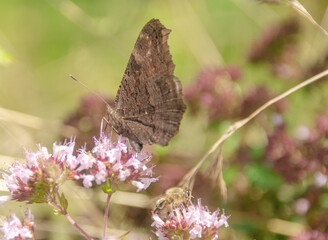 Schmetterling auf  einer Blüte