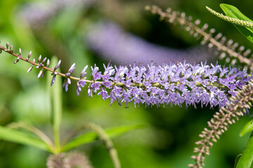 Close up of flowers on a willow leaf hebe (veronica salicifolia) plant
