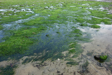 ALGUES VERTES RECOUVRANT LE SABLE
