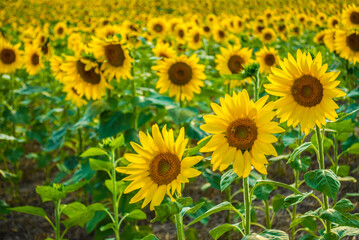 Obraz premium Sunflowers in Pa.