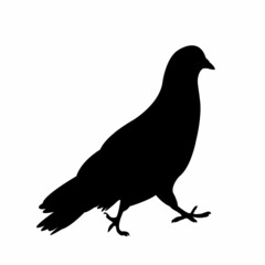 a pigeon body silhouette vector