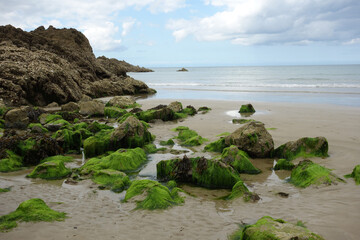 QUELQUES ALGUES VERTES A MAREE BASSE - VUE HORIZONTALE