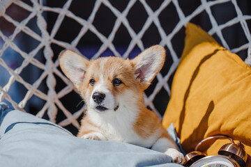 corgi puppies on a sunny day