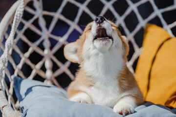 corgi puppies on a sunny day