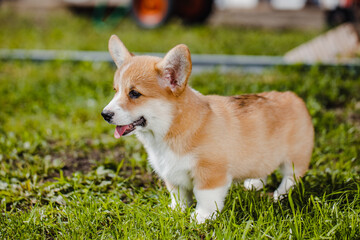 corgi puppies on a sunny day