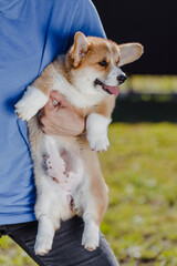 corgi puppies on a sunny day