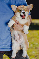 corgi puppies on a sunny day