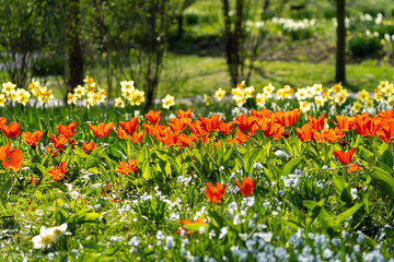 Ein Meer von Blumen 