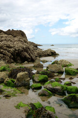 QUELQUES ALGUES VERTES A MAREE BASSE - VUE VERTICALE