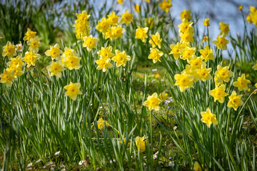 Osterglocken zum Frühling 