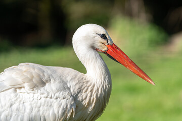 Ein Storch geht spazieren 
