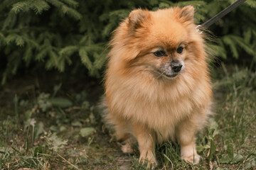 The Pomeranian spitz is sitting in the forest near the fir tree