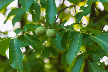 Two nuts in a green peel on a tree.