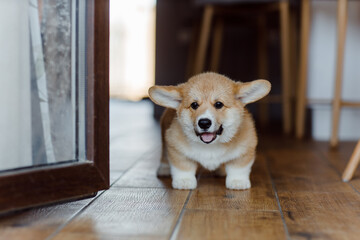 corgi puppies on a sunny day