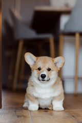 corgi puppies on a sunny day
