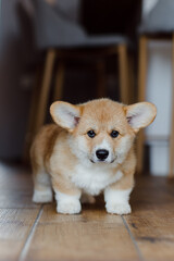 corgi puppies on a sunny day