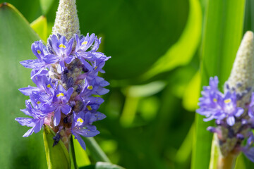 Close up of flowers on a pickerel weed (pontederia cordata) plant
