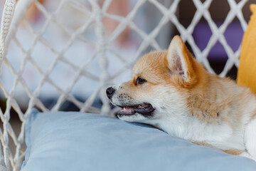 corgi puppies on a sunny day