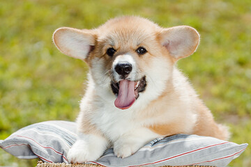 corgi puppies on a sunny day