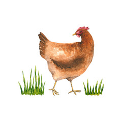 Watercolor hen with grass. Hand drawn illustration is isolated on white. Domestic chicken is perfect for agricultural design, hen egg logo, farm label, poster, rural background