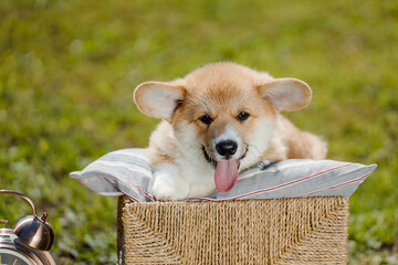 corgi puppies on a sunny day