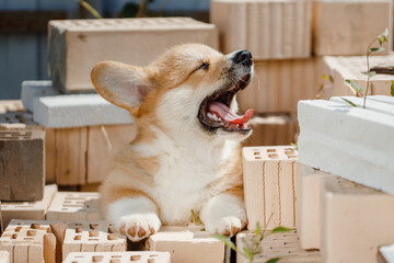 corgi puppies on a sunny day