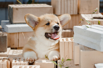corgi puppies on a sunny day
