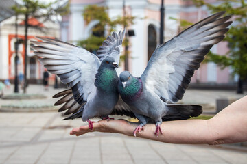 Pigeons eat with their hands in St. Petersburg