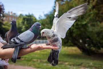 Fototapeta premium Pigeons eat with their hands in St. Petersburg