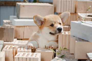 corgi puppies on a sunny day